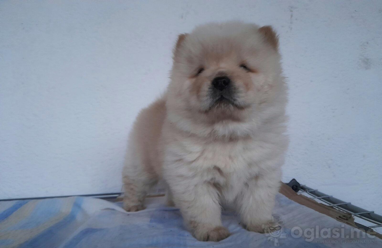 koliko koštaju štenci chow chow