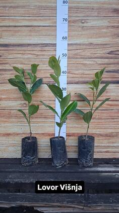 Rasadnik Zabjelo - ukrasno bilje