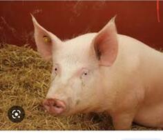 Prodajem domacu svinju,hranjena domacom hranom.oko 130 kg.3.50€ 067 215 825 