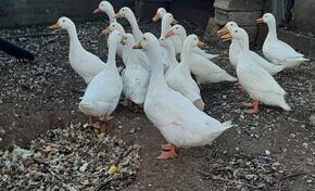 Bijele mlade patke 