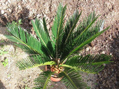 Cikas palme i druge biljke