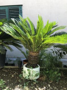 Prodaja palmi