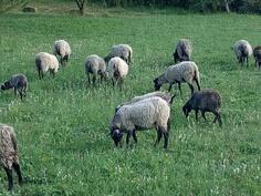 Romanovske ovce