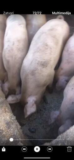 Prodajem organske svinje