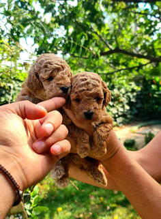 Toy i mini Pudle štenci na prodaju 