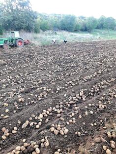 Prodajem vrhunski domaci krompir,proizveden iskljucivo na stajskom djubrivu. Zuta-Agrija , Crveni -Rudolf.    1e kg