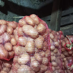 Prodajem domaći krompir, bijeli i crveni, bez vještačkog đubriva, sađen na selu