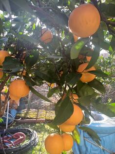 Domaći NEPRSKANI limun i narandža