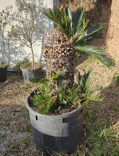 Stablo Cikas palme sa mladicama za presadjivanje