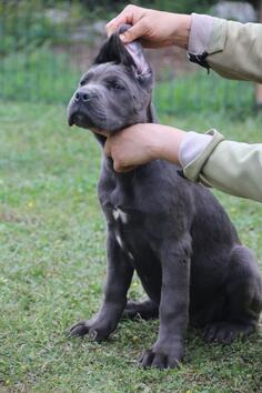 Cane Corso 