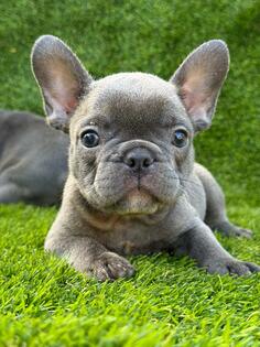 Francuski buldog