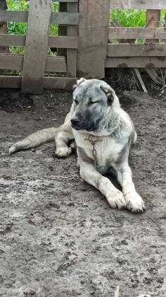 Kangal