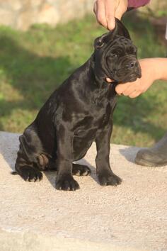 Cane Corso