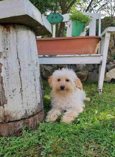 Goldendoodle dvije zenke 