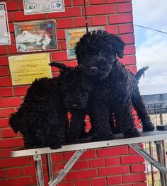 Kerry Blue Terrier