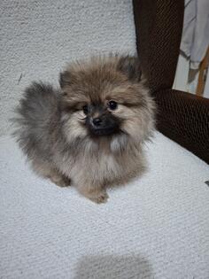 mini pomeranac
