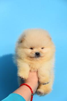 POMERANAC BOO