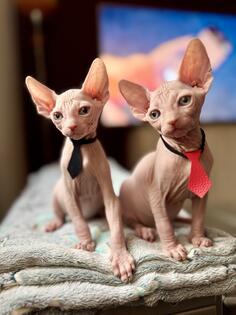 Sphynx macici