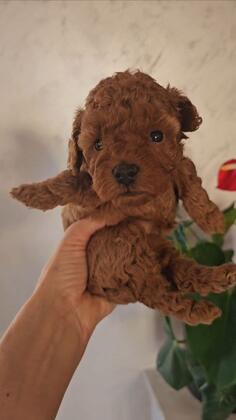 Toy Poodle Red vrlo sitna lepotica, roditeli sampioni