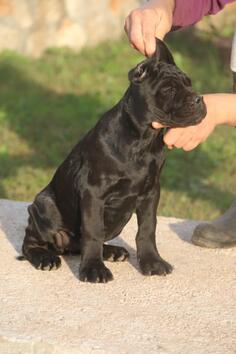 Cane Corso