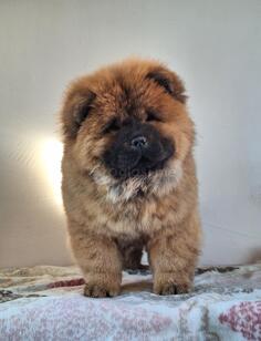 Cau cau chow chow