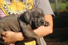 Cane corso 