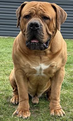 Boerboel - južnoafrički mastif štenci