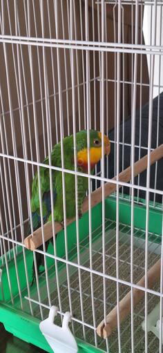 Papagaj - Australijski Barabant