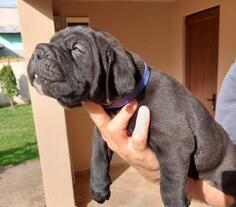 Cane Corso vrhunski štenci