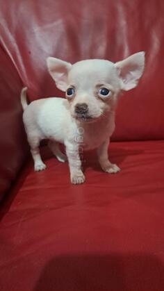 Civave (chihuahua)