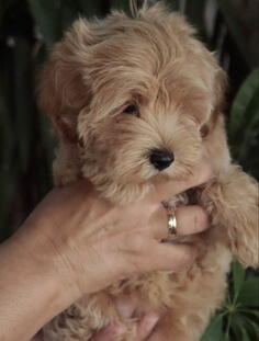 Prelepi štenci Maltipoo spremni su za preuzimanje 