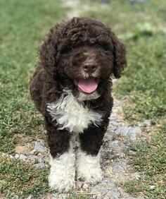 Lagotto Romagnolo - Štenci vrhunskok kvaliteta