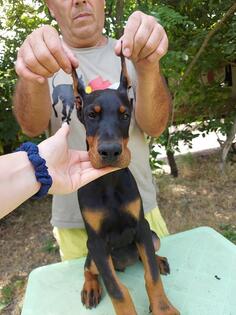 Doberman štenci 