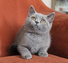 Britanski mačići - sivi, čoko, zlatni, crni i tabby