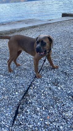 Cane corso stene