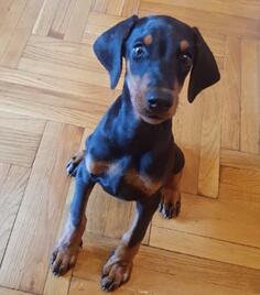 Doberman