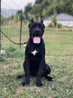 Cane Corso Zenka