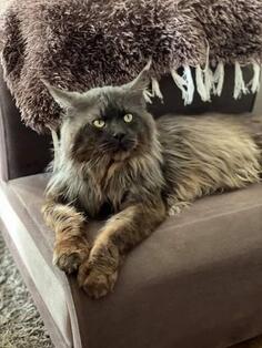 Maine coon zenka