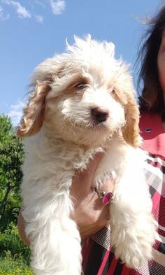 Australian labradoodle - cobberdog