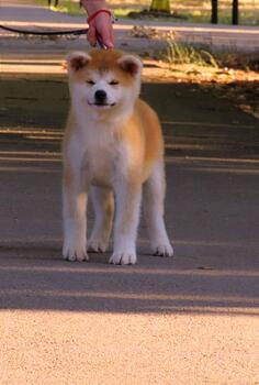 Akita inu zenkice