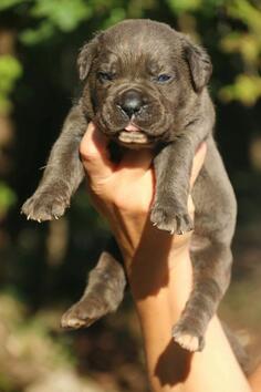 Cane corso