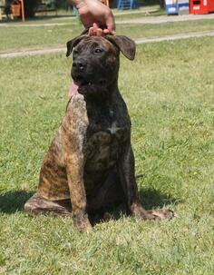 Presa canario 