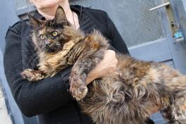 Maine coon