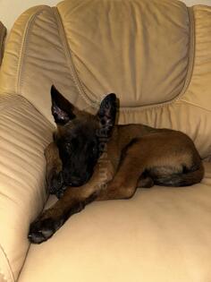 Malinoa, Belgijski ovčar star 3 mjeseca kupljen u Hrvatsku plaćen 900 eura sa hrvatskim pasošem 