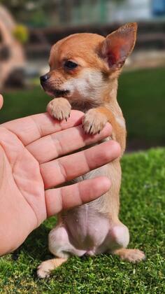 Prodajem stence civave