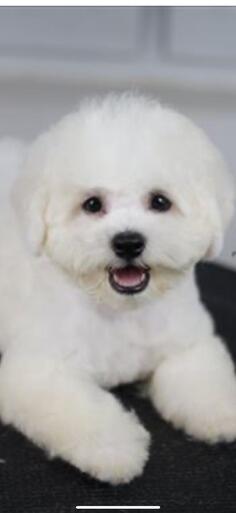 Kovrdzavi bišon,spreman za parenje