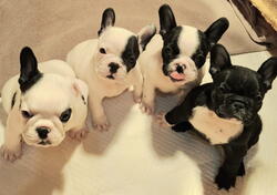 Francuski Buldog prelepi štenci  