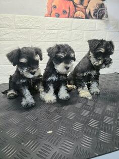 ŠNAUCER (PATULJASTI)