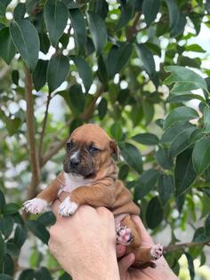 Prodaju se stenci americkog staforda