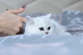 Britanska mačka - vrhunski mačići sa rodovnikom